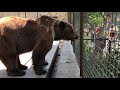 Милая медвежонок Нюрочка и ее родители) Cute bear cub Nyurochka and her parents)