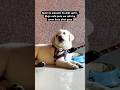 #trending #explore #relatable #funny #pets #viralvideo #animal #love #cat #cutedog #petlover #vlog