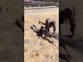 Deadly war skills you never want to use #military #shortvideo #army #soldier #facts #war