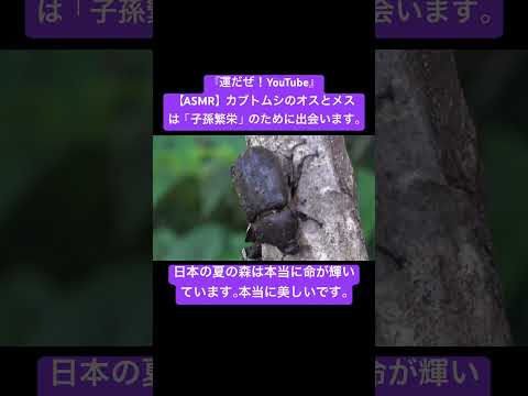 【ASMR】カブトムシのオスとメスは「子孫繁栄」のために出会います。 #sdgs #クワガタ #asmrsounds #昆虫 #虫の声 #bug #ytshorts #かぶとむし #mukbang
