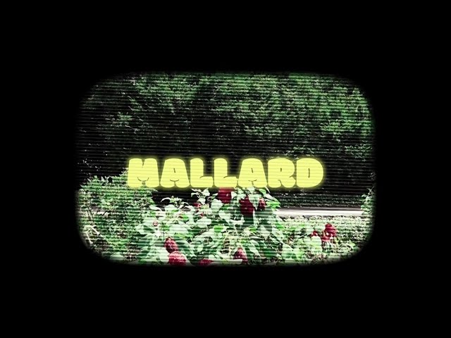 Watch SOIN(서인) - 청둥오리(Mallard) Official Video on YouTube Watch SOIN(서인) - 청둥오리(Mallard) Official Video on YouTube