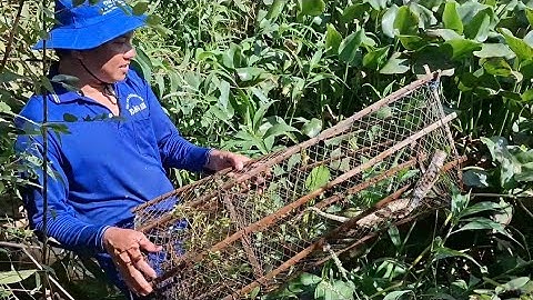 NT 67 lll Thăm lợp cá lóc vỡ xà gi trúng mánh dính ếch khủng rắn nước chà bá (T12)