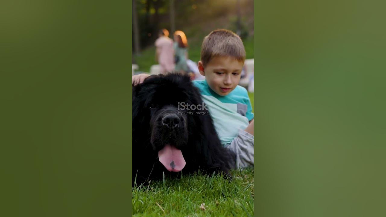 wow-newfoundland-dogs-have-webbed-feet-youtube