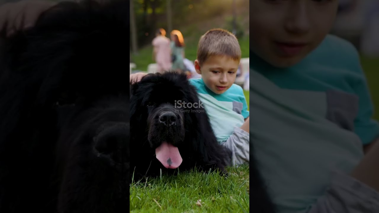Wow Newfoundland Dogs Have Webbed Feet YouTube Wow Newfoundland Dogs Have Webbed Feet YouTube