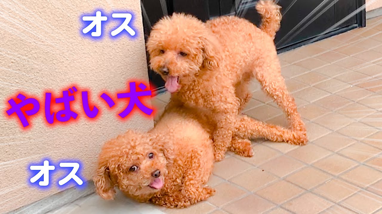 [コンプリート！] 犬 トイプードル動画 470941 Jpsaepictkk2g