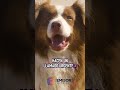 Perritos amarrados, sin agua y bajo el sol… ya reportan más casos de maltrato animal en Yucatán.