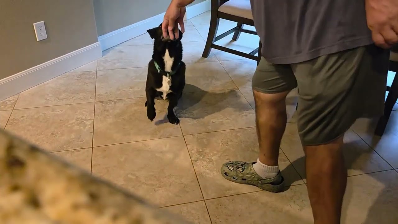 🎓 Teaching Kali “Stay” + Release Command | A1 Dog Training (Full)