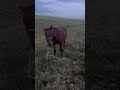 Лошади Кыргызстан