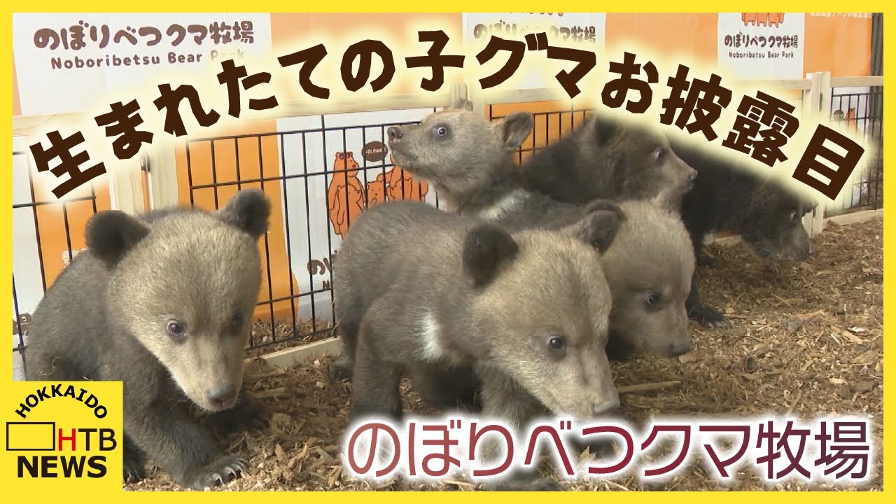元気いっぱい！登別クマ牧場 今年生まれの8頭の子グマが一般公開へ 10