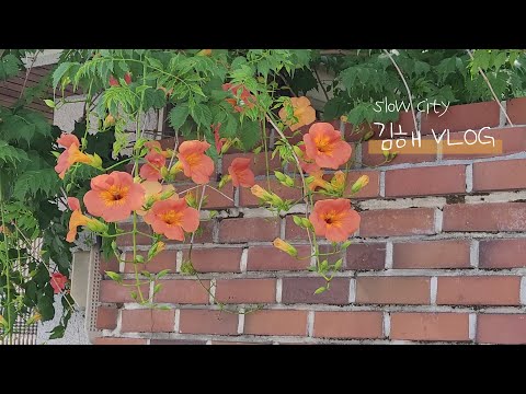 김해 봉리단길 🌺 친구들과 나들이, 맛집, 카페 일상 vlog