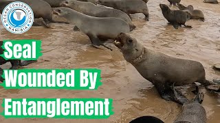 Seal Wounded By Entanglement by Ocean Conservation Namibia 76,235 views 2 weeks ago 3 minutes, 9 seconds