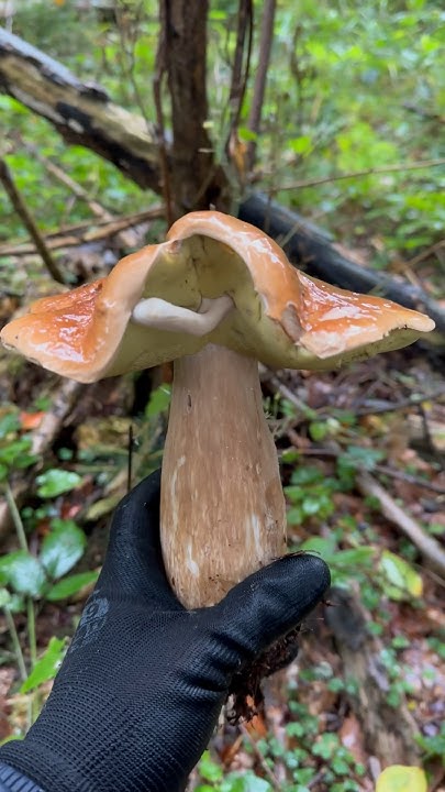 Смішний білий гриб в Карпатах | #boletus #grzyby #гриби #funghi # ...