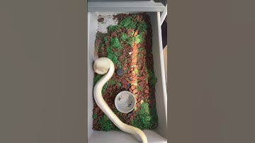 Orange dream fire clown ball python quick kill #ballpython #snakes