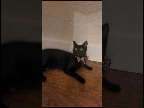 Luna's Tales, v3 : Late-nite gaming #shorts