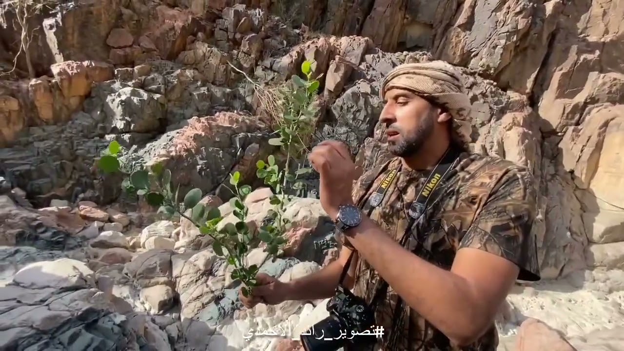 نبات اللصف انواع منها :  ( اللصف  الجبلي )🎤    د . سلطان الشريف