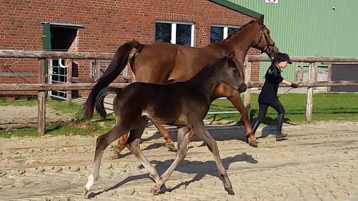 Dressage foal from  Global Player x Frst Romancier