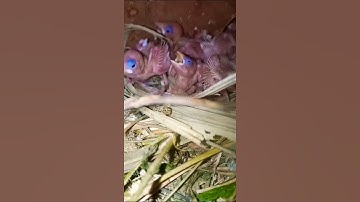 😍Java Breeding progress💞 #birds #video #parrot #shorts