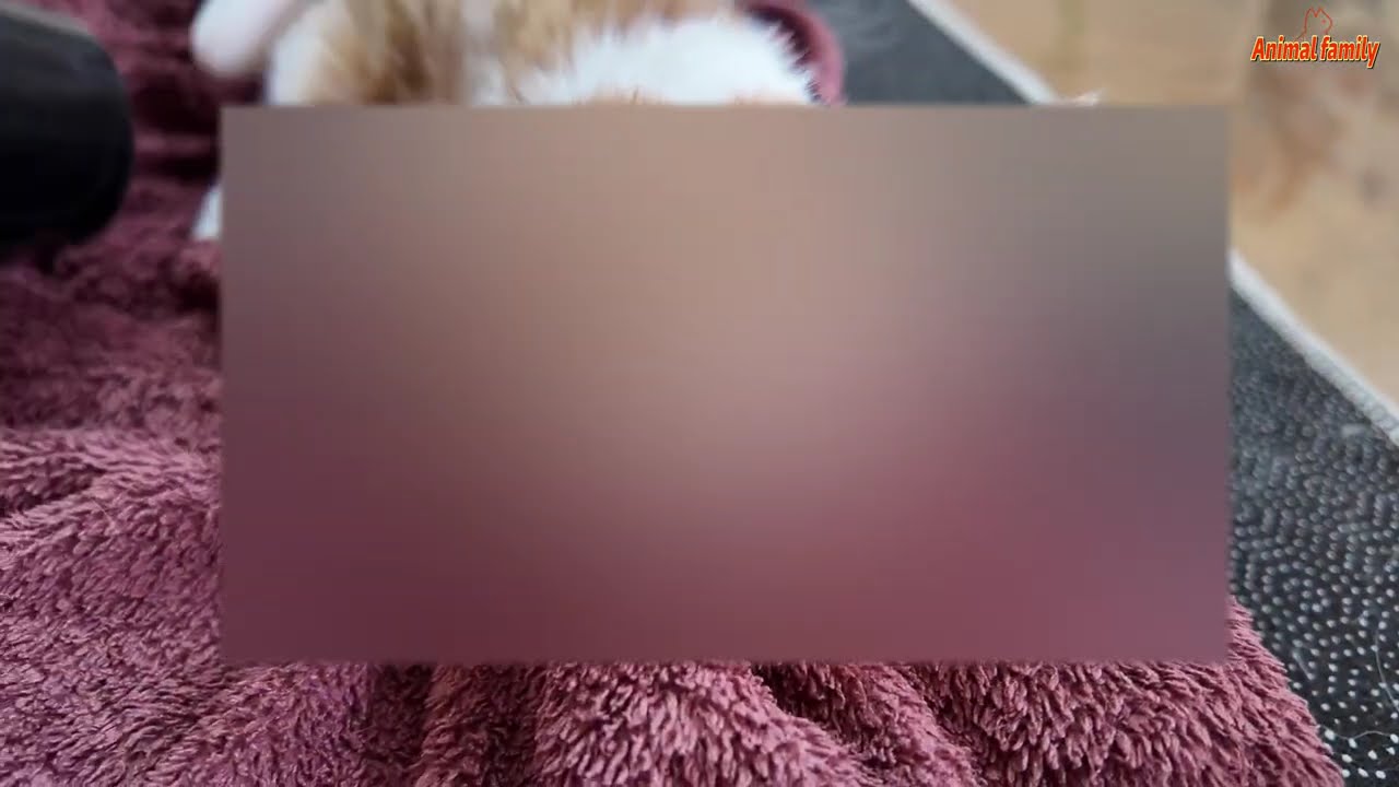 Outline Video Cute Kitten Stuck in Mud and Lying Helpless Until This Happens | Animal Family