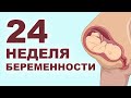 Что происходит с мамой и ребенком на 24 неделе беременности?