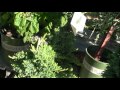 Topiary Garden Structures Topiary Garden Structures