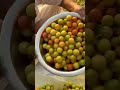 एप्पल बेर क्या है? | Apple Ber (Rajasthani Seb) Full Info | Amazing Fruit Facts #shorts