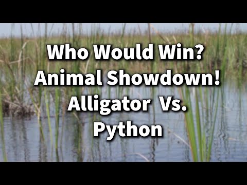 Animal Showdown: Alligator Vs. Python