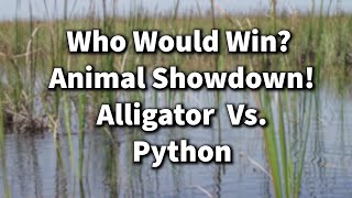 Animal Showdown: Alligator Vs. Python