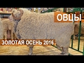 Овцы на выставке Золотая осень 2016