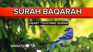 Best Quran Recitation of Surah Al-Baqarah , سورة البقره