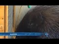 Beseerde diere behandel n´a brande