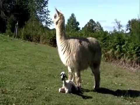 Vidéo: Naissance à La Ferme – Naissance De Moutons, Chèvres, Lamas Et Alpagas
