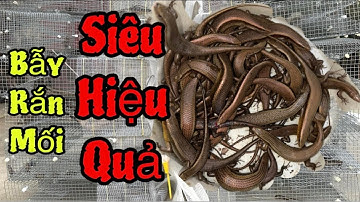 BẪY RẮN MỐI SIÊU HIỆU QUẢ BẤT NGỜ