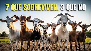 7 Hardy Goat Breeds That Barely Need a Vet (And 3 That Will Bankrupt You) 7 Hardy Goat Breeds That Barely Need a Vet (And 3 That Will Bankrupt You)