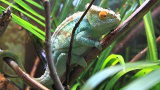 Parsons Chameleon Enjoying The Misk King