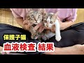 犬に救われた子猫、血液検査の結果が判明しました