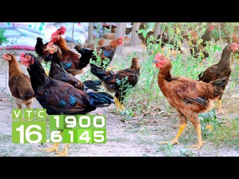 Video Xây trại gà khủng nơi 