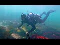 La Jolla Scuba Dive, California Seals, Coral, Kelp, Sea Grass, and Garibaldi