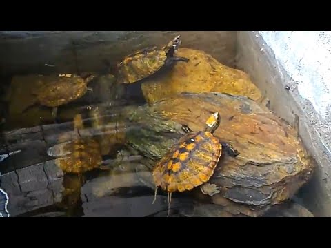 日本石亀の風景 秋のイシガメ池 Youtube 日本石亀の風景 秋のイシガメ池 Youtube