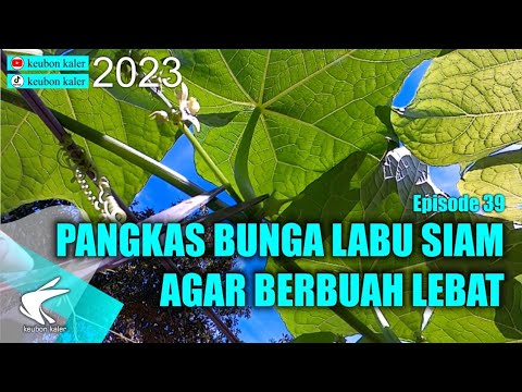 Video: Petua Pemangkasan Bunga Bulan: Patutkah Saya Memotong Tumbuhan Bunga Bulan Saya