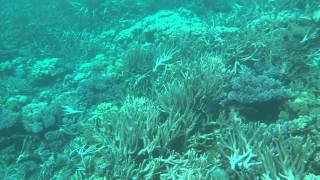 ジープ島周辺のサンゴ礁