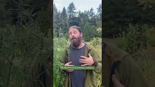 Cooling, Drying, Relaxing The Magic Of Motherwort