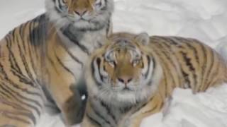 ВИДЕО песни "Мой Дальний Восток" ВИДЕО песни "Мой Дальний Восток"