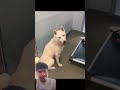#sad #animals #respect #viralvideo #ytshorts #facts #memes #trending #viralshorts #trendingreels