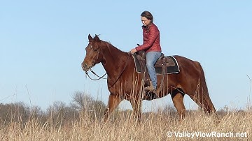 Jack Cee Vintage - trail riding! - ValleyViewRanch.net