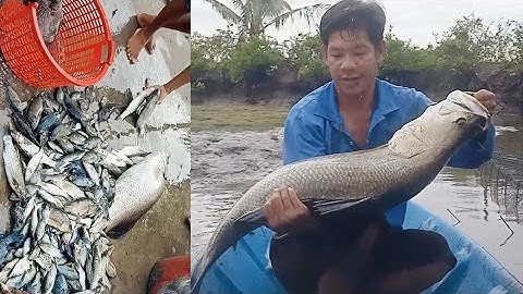 Thuốc cá cải tạo vuông tôm ở cà mau, Cá chẻm bự quá # Hoàng Lê Vlog #