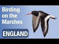 Birding on the Marshes | Virtual Birding Trip to Shellness | Birding in Britain
