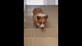 Dare to go down the stairs of the unintelligent egg bag!# Koji# adoration vlog daily by 习小喵 32 views 5 months ago 1 minute, 31 seconds