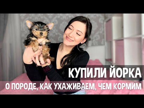 Видео: Как ухаживать за змеями Ringneck