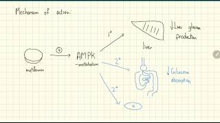 Metformin Explained in 2 Minutes