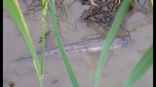 Amazing fishing at Battambang - people fishing in Cambodia - How to Catches fish (Part 192)